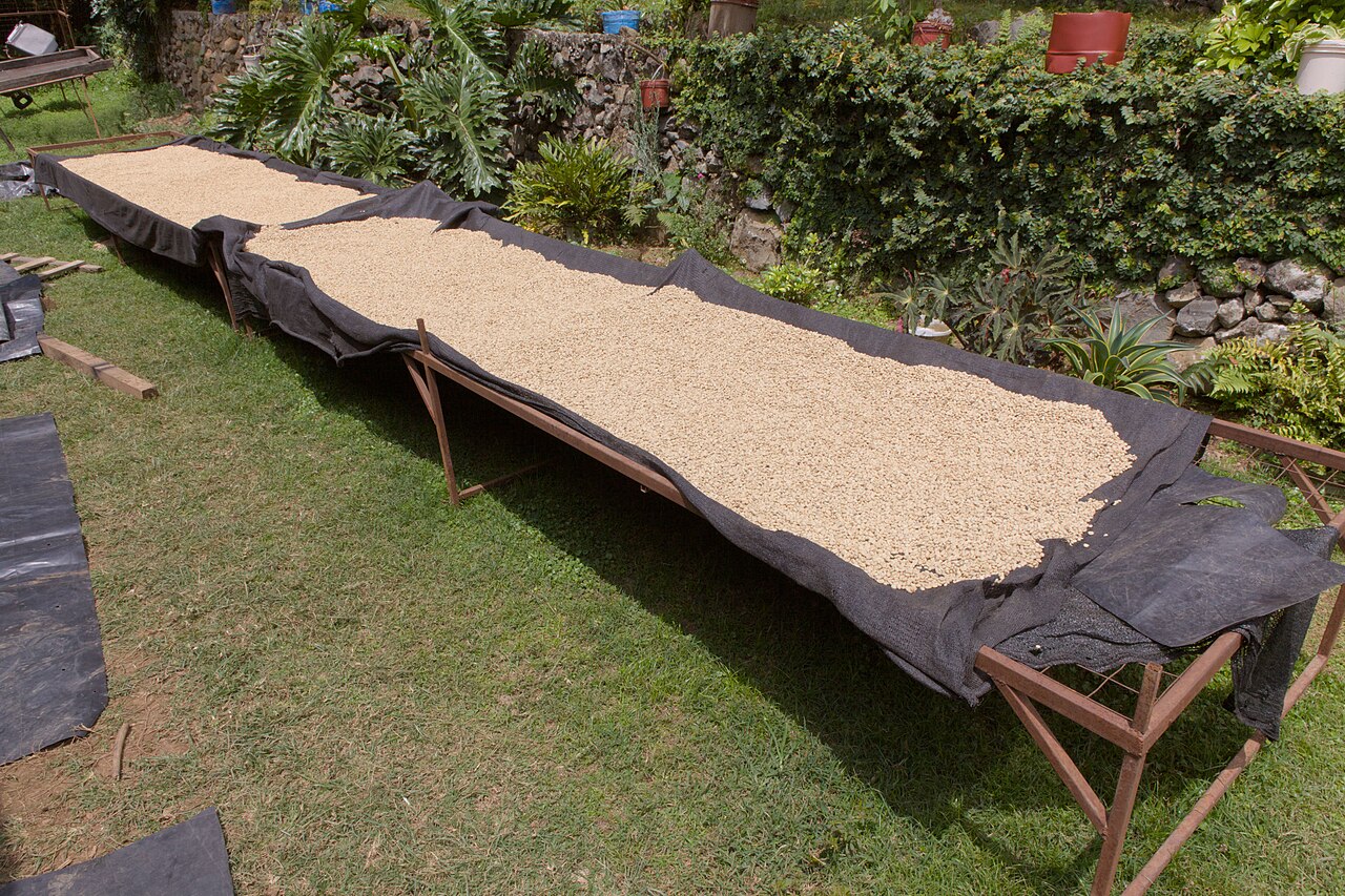 Long raised frames covered in dark mesh with pale coffee beans spread on top, standing on grass in front of a hedge and green plants.